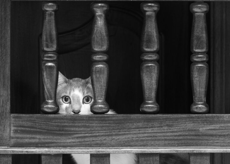 Límites constitucionales al poder presidencial frente a los actos del Congreso Por GarcésV