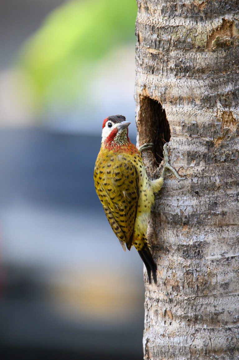 Comparativa real: 200 mm vs 340 mm vs 600 mm en fotografía de aves